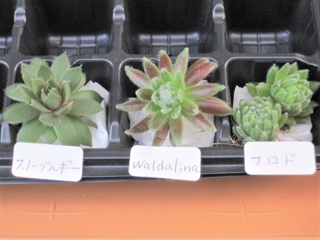 多肉植物 センペルビウム カット苗３種セット スノーブルギー Waldalina フロド 子株 ちび苗 センペル センペルビブム の落札情報詳細 ヤフオク落札価格情報 オークフリー スマートフォン版