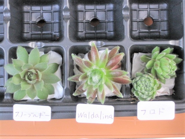多肉植物 センペルビウム カット苗３種セット スノーブルギー Waldalina フロド 子株 ちび苗 センペル センペルビブム の落札情報詳細 ヤフオク落札価格情報 オークフリー スマートフォン版