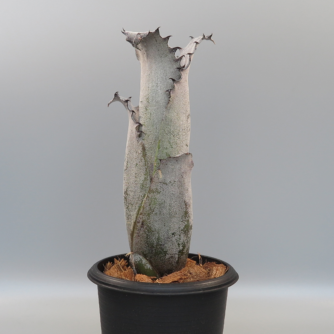 新品】ホヘンベルギア ☆ Hohenbergia edmundoi ex Chapada Diamantina
