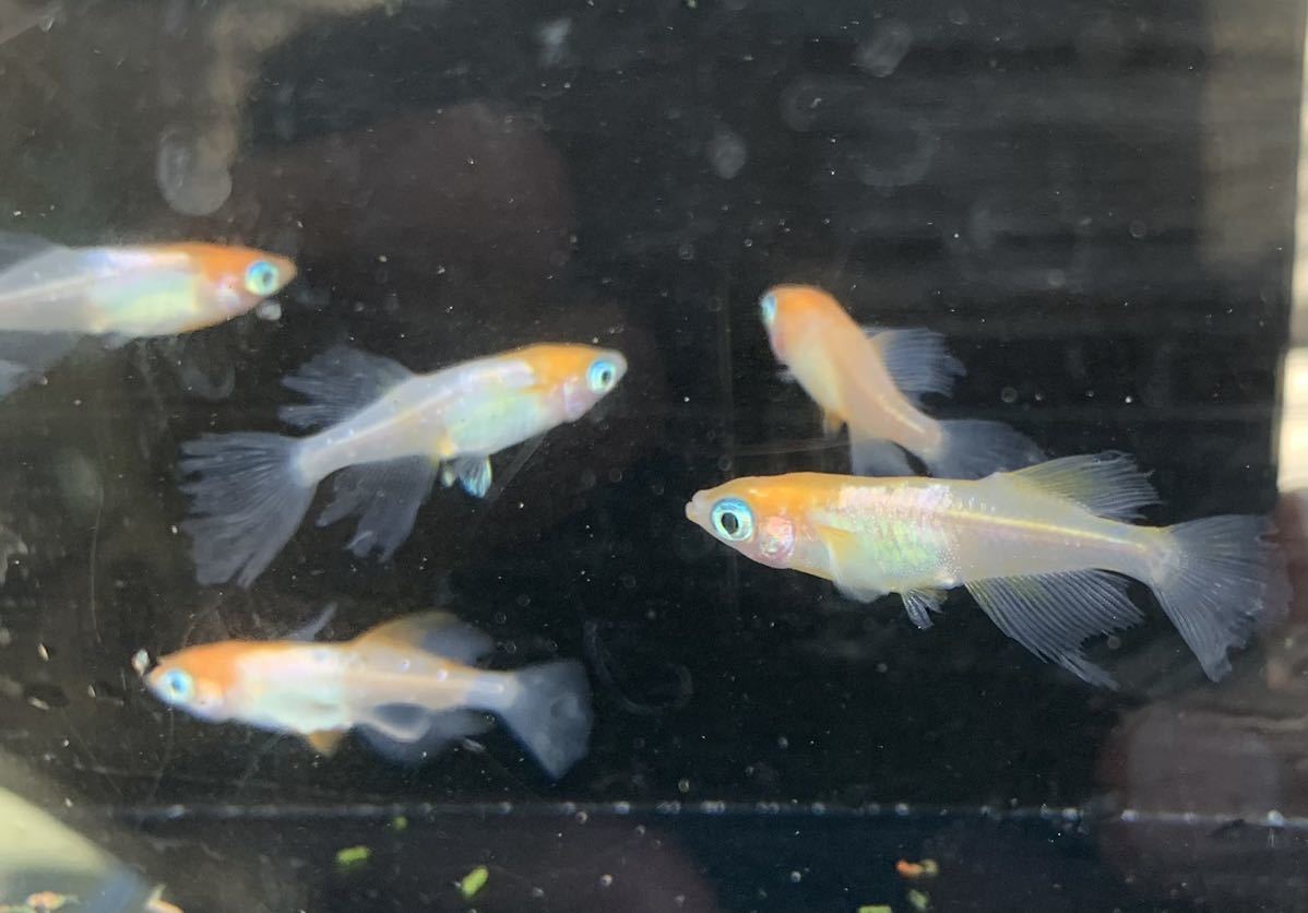 Ziめだか紅白バタフライ10匹(色薄め)の落札情報詳細 - Yahoo