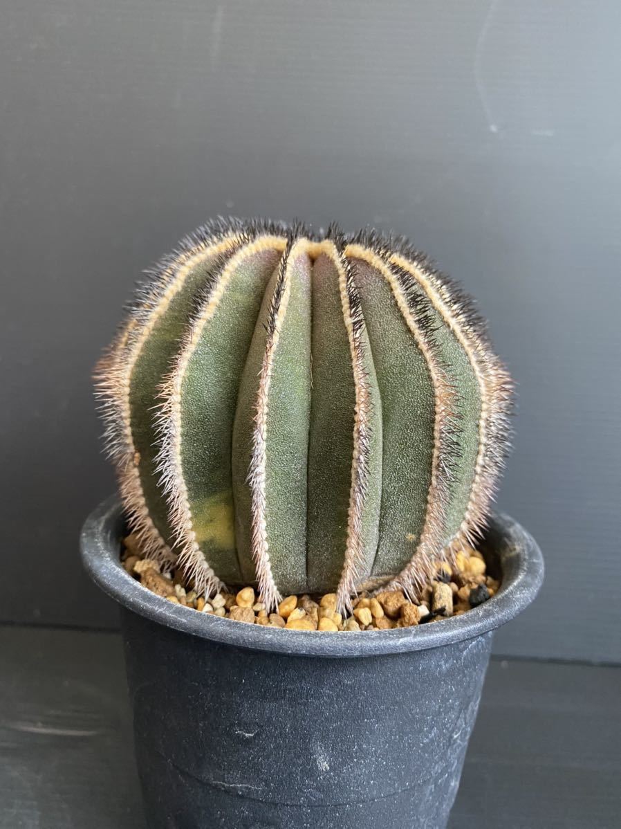 希少種　ペクチニフェラ　錦　斑入り　メタルトレイ付き 希少種ペクチニフェラ錦斑入りメタルトレイ付き