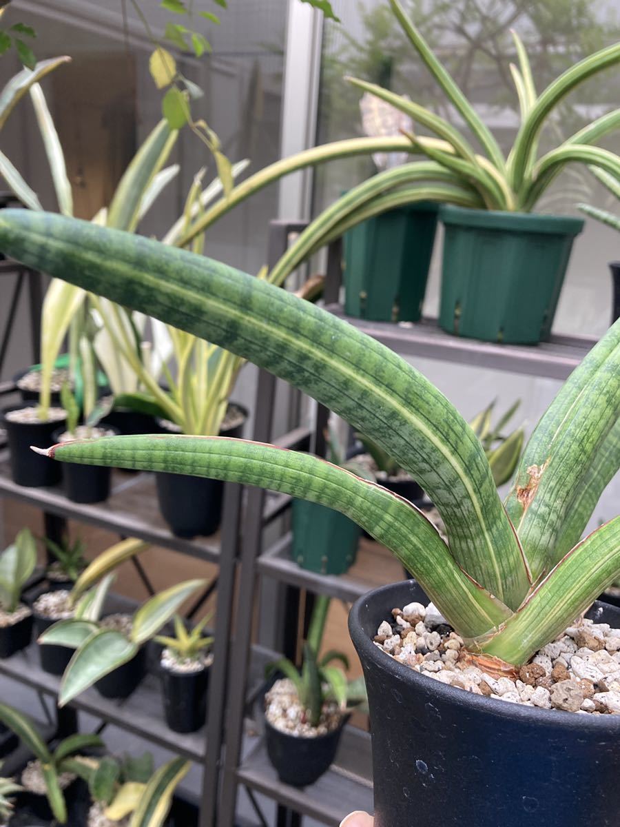 サンスベリア斑入り アウトレット Sansevieria pearsonii variegated