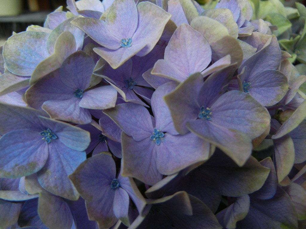 アジサイ ルシファー 5号鉢 あじさい 紫陽花 鉢植えアジサイ 黒軸あじさい 高質 あじさい