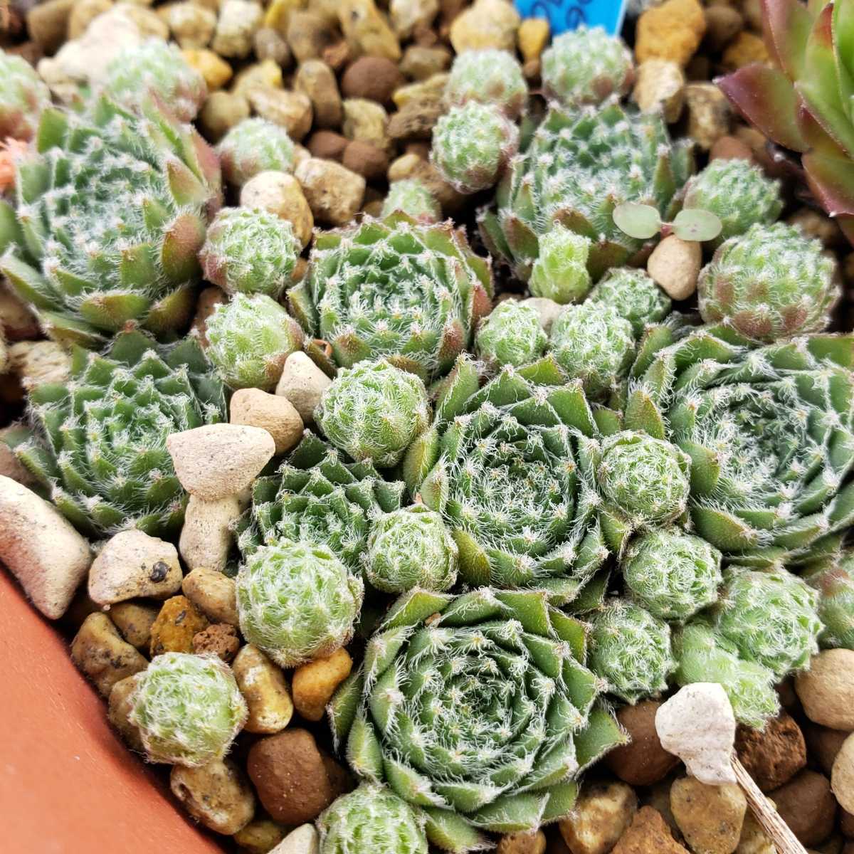 Villosum 1株 ランナー付き 小型種 Sempervivum 輸入苗 センペルビウム 多肉植物 センペルビブム センペルビヴム の落札情報詳細 ヤフオク落札価格情報 オークフリー スマートフォン版