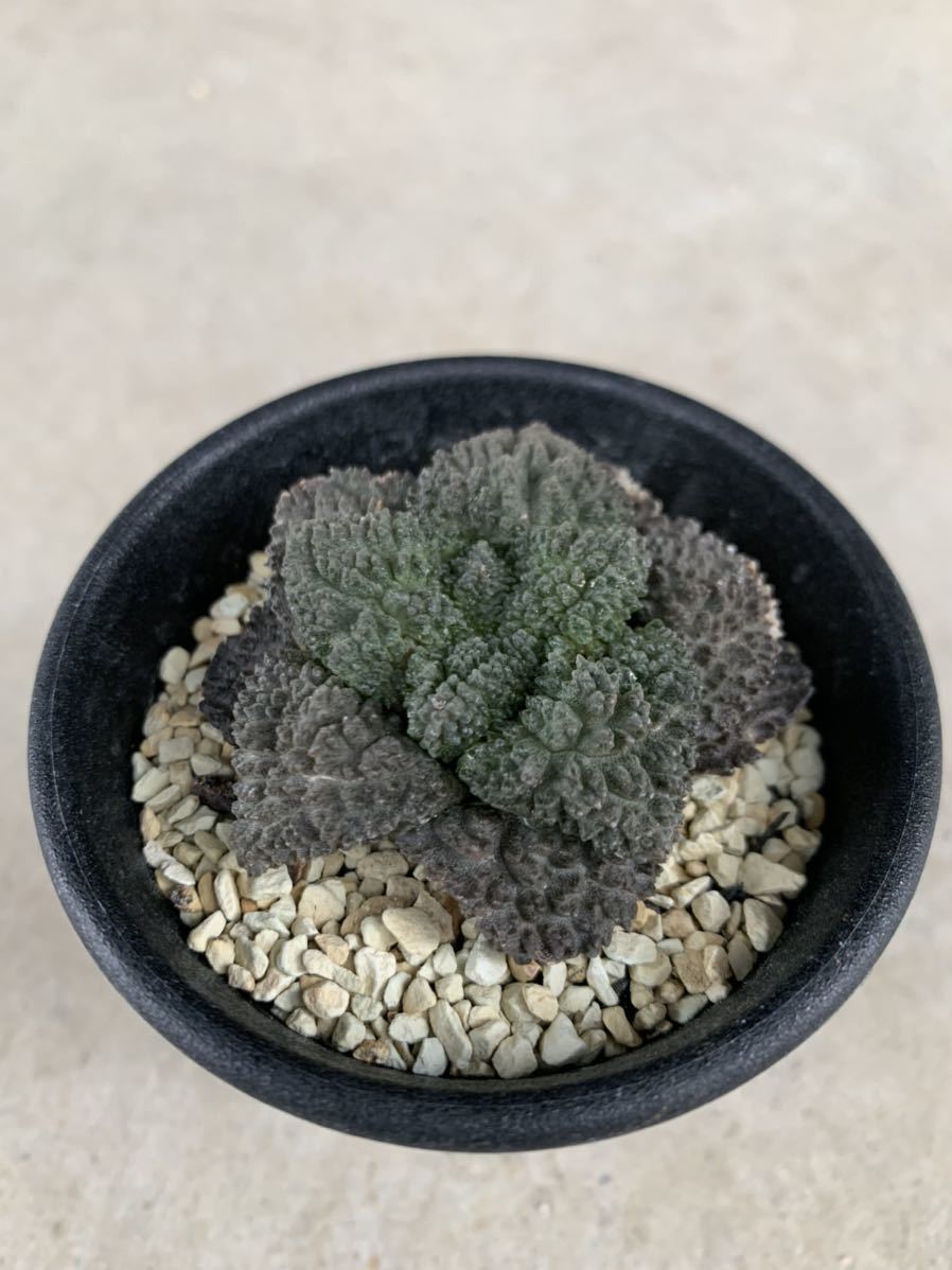新品】ゴジラ 自根 アリオカルプス 検索/サボテン 亀甲牡丹 ゴジラ 竜
