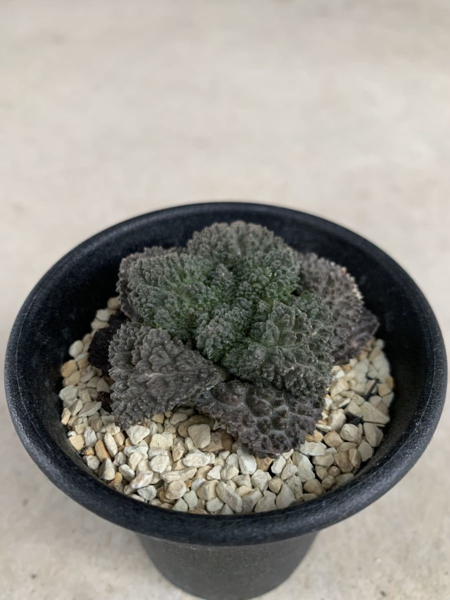 新品】ゴジラ 自根 アリオカルプス 検索/サボテン 亀甲牡丹 ゴジラ 竜