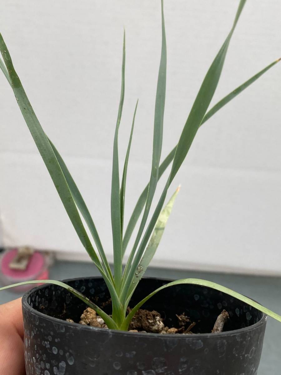 新品 ア600 塊根植物 実生 ユッカ ロストラータ サファイアブルー 美株 種から発芽 観葉植物 Yucca Rostrata Sapphire Blue の落札情報詳細 ヤフオク落札価格情報 オークフリー スマートフォン版