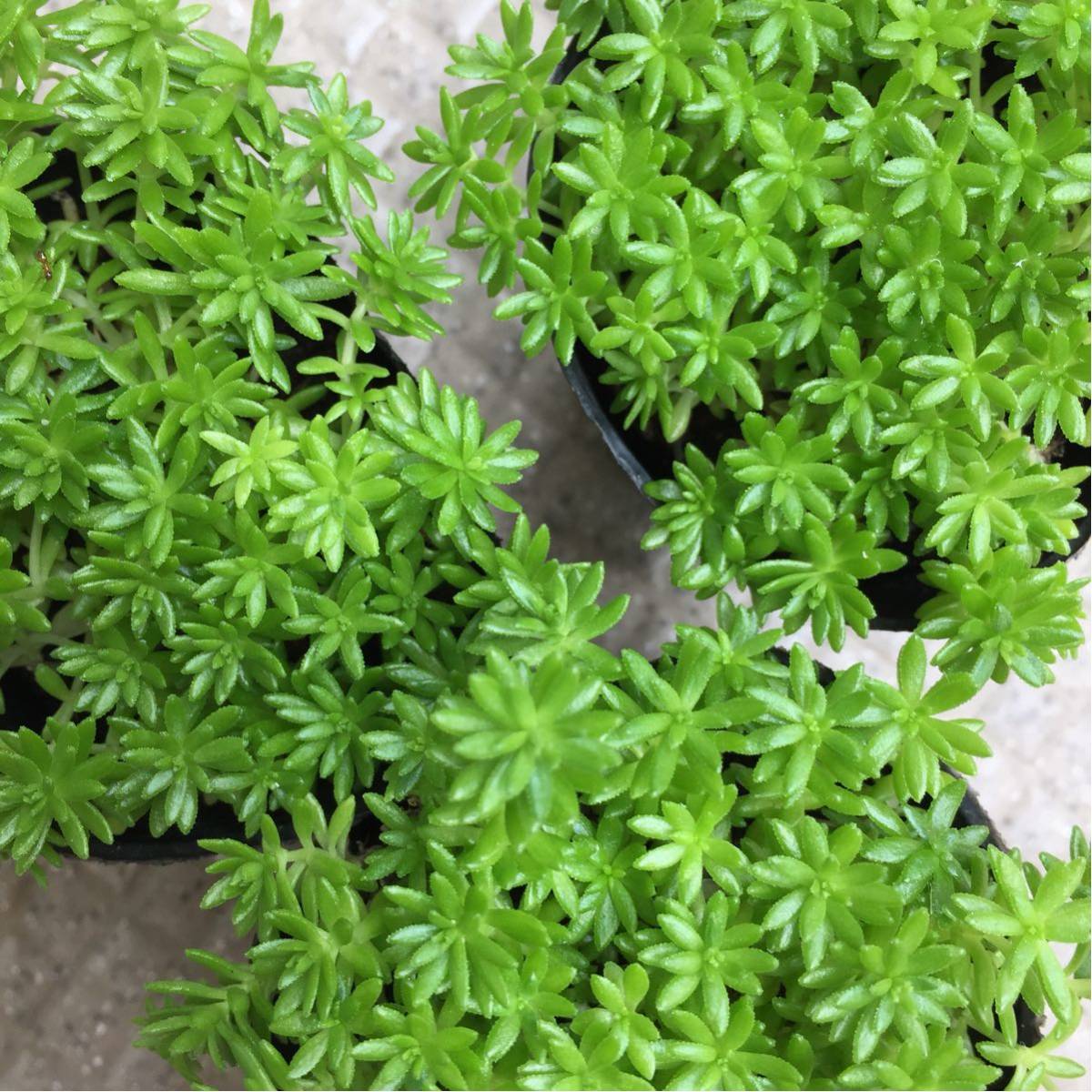 セダム＊マンネングサ＊細葉万年草＊多肉植物＊マルチング＊グランド