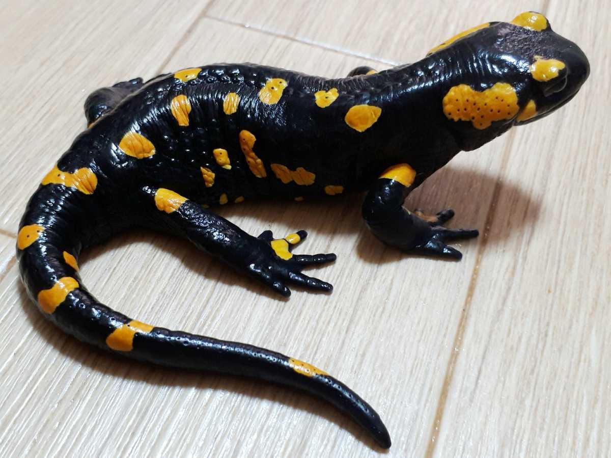 新品 鬼美激珍 スロベニア産ファイヤーサラマンダー 背面だけでなく両体側にも模様が入る今年出産経験がある貴重な極上大型 個体 19 5cm の落札情報詳細 ヤフオク落札価格情報 オークフリー スマートフォン版