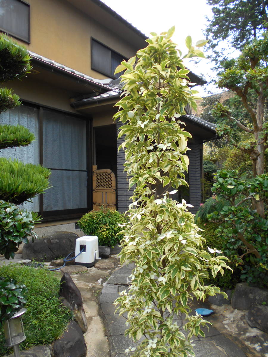 新品 希少 爽やかな斑入り葉 斑入り常緑ヤマボウシ 花芽いっぱい の落札情報詳細 ヤフオク落札価格情報 オークフリー スマートフォン版 新品 希少 爽やかな斑入り葉 斑入り常緑ヤマボウシ 花芽いっぱい の落札情報詳細 ヤフオク落札価格情報 オークフリー スマートフォン版