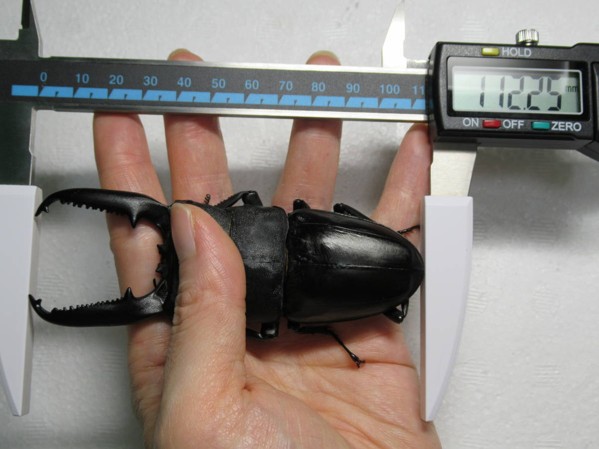 Kennyパラワンオオヒラタ ペア ♂106.5mm ♀46.0mm \u203bともに114.1直系