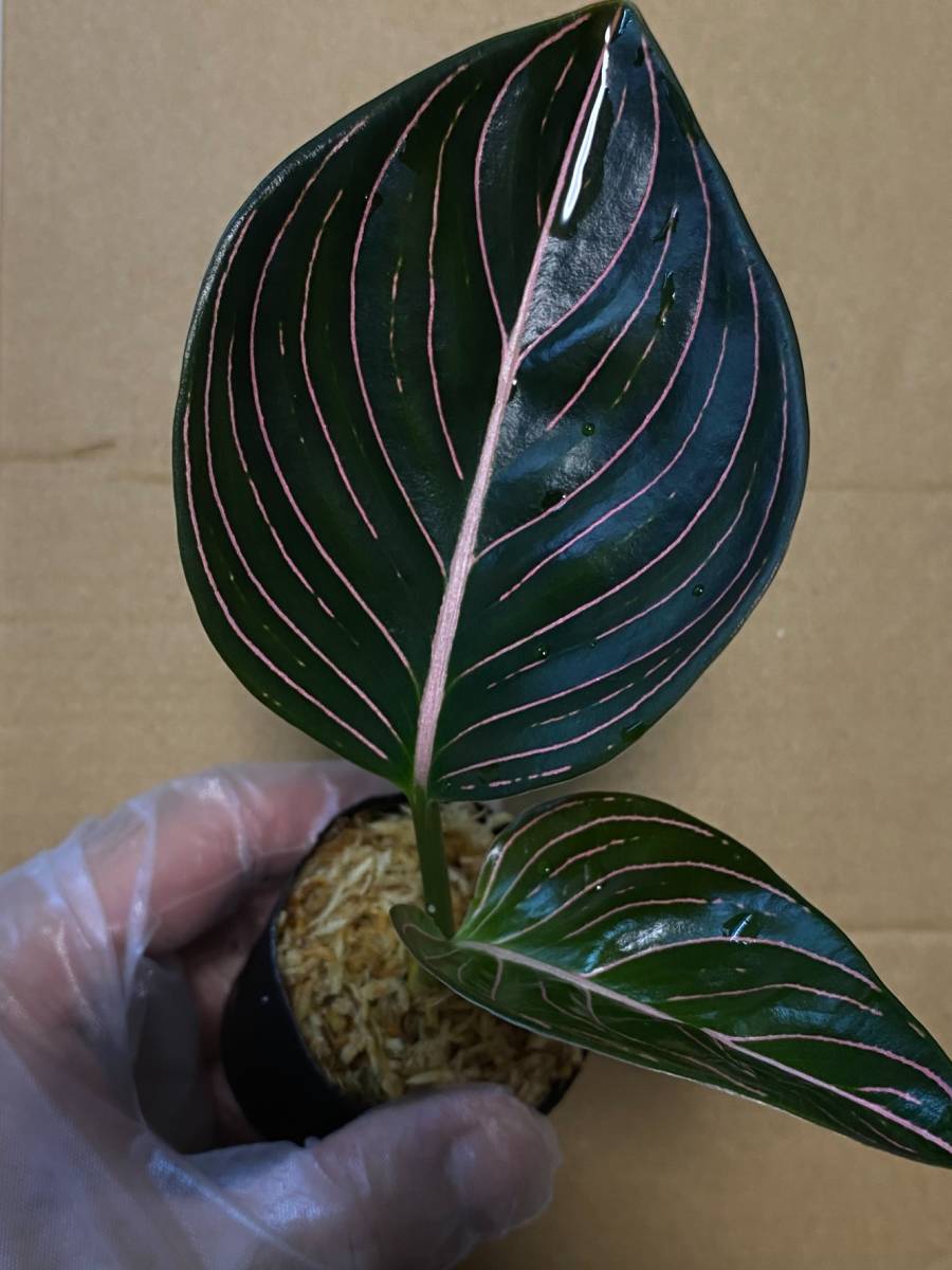 極美株】Aglaonema Rotundum Aceh ☆アグラオネマ Aglaonema picutum