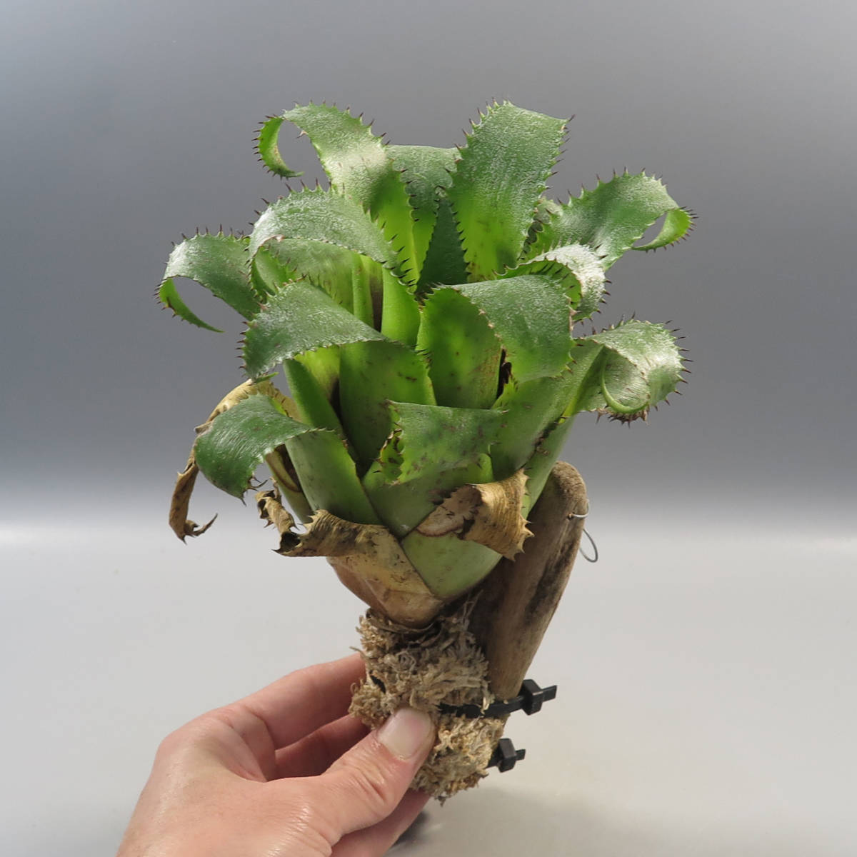 ネオレゲリア Neoregeliaの最近30日の オークション落札価格一覧 オークフリー スマートフォン版