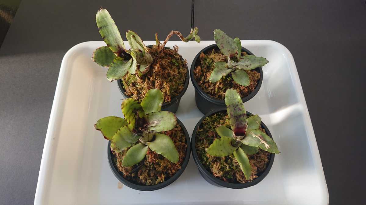 ネオレゲリア Neoregeliaの最近30日の オークション落札価格一覧 オークフリー スマートフォン版