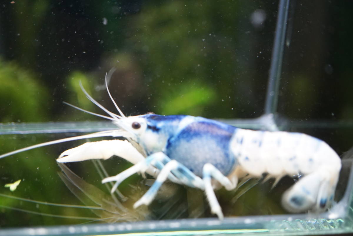 アメリカザリガニ バレンタイン 1ペア(2.5cmくらい) 即決で