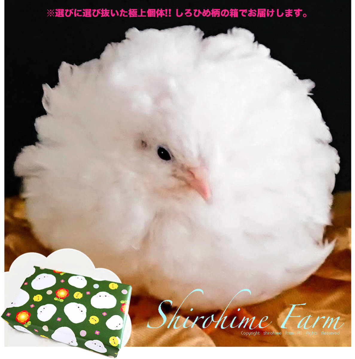 買得 Nanairoヒメウズラの有精卵個 Www Takemetotheriver Ca