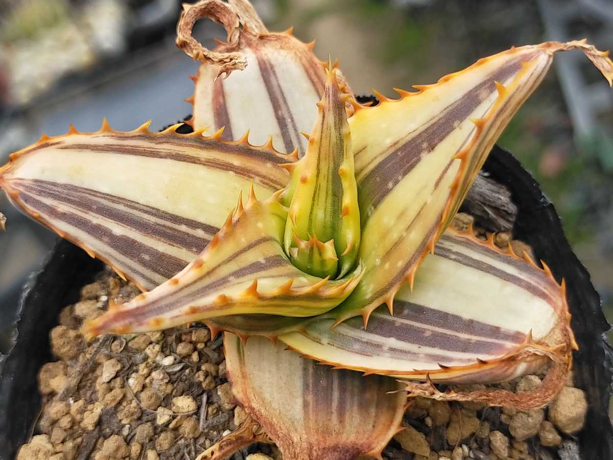 傷や汚れあり ダビアナ錦 キズあり 多肉植物 アロエ 発根済み ロウルサンコ の落札情報詳細 ヤフオク落札価格情報 オークフリー スマートフォン版