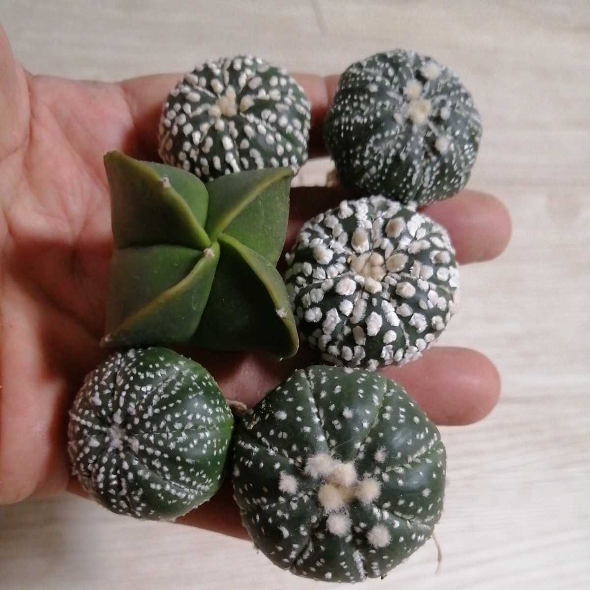 激安の サボテン 多肉植物 タイゼブラスーパー兜 袖ヶ浦接木 アストロフィツム Seal限定商品 Studioartssolucoes Com Br