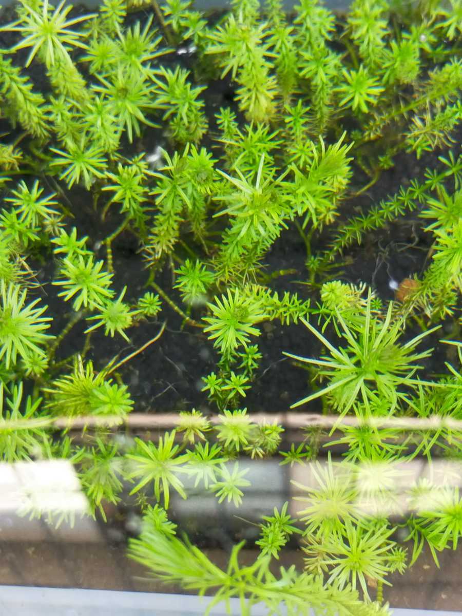 水草 増量中 3株 180 オニビシ ビオトープ メダカ レア 値下げ 希少激安 セール 特集 希少激安