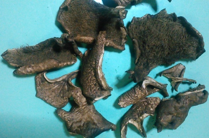 新品 岩手県産 香茸 約２ ７ｋｇ 天然香茸 獅子茸 シシタケ こうたけ コウタケ の落札情報詳細 ヤフオク落札価格情報 オークフリー スマートフォン版