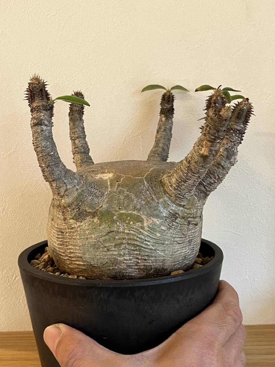 パキポディウム グラキリス 現地球 多頭 レア株 検パキプス、マカイエンセ