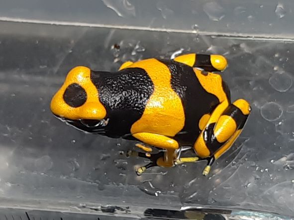 キオビヤドクガエル 5匹