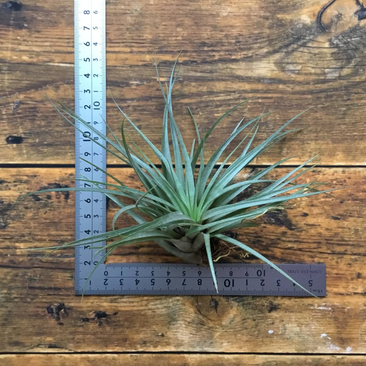 ファティマの4番目の秘密とは何ですか？