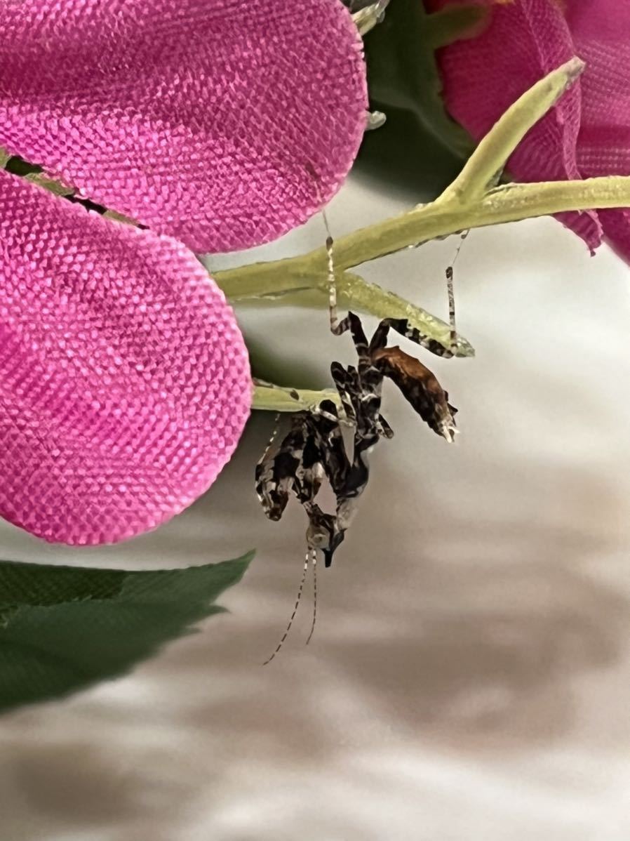 マオウカレハカマキリ 雲南省産 成虫♀(交尾済み) 1匹 カマキリ