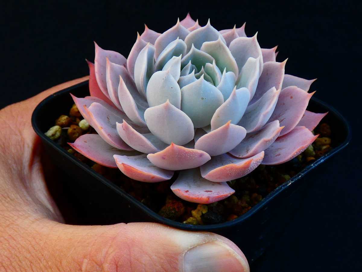 【やや傷や汚れあり】ブルーヘロン Blue Heron（shaviana PinkFrills×peacockii subsessilis