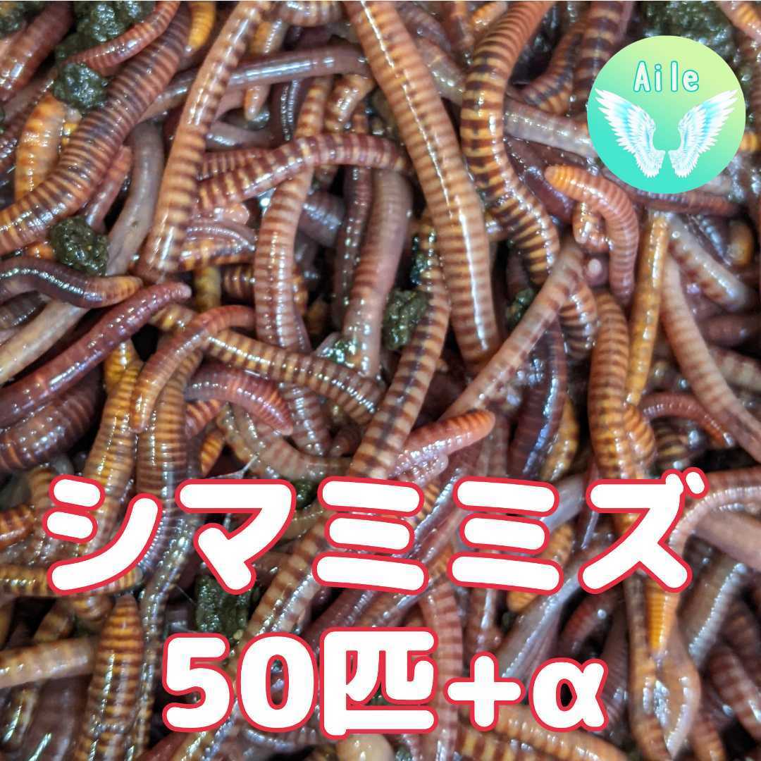 【未使用】【千葉県産】シマミミズ 50匹 釣り餌 ミミズコンポスト 渓流釣り 爬虫類のエサ 観賞魚のえさ 土壌改良 生き餌 活餌 送料無料 の ...
