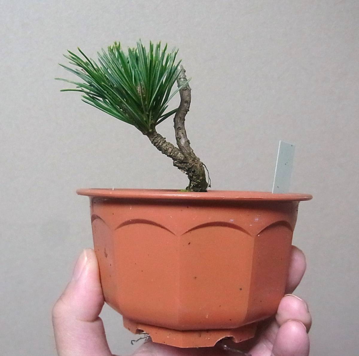 八房五葉松（明玉） 八房五葉松 明玉