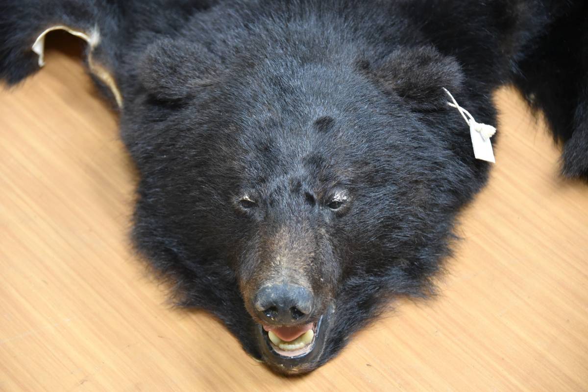 損傷あり】ツキノワグマ 毛皮 クマ/熊 ラグマット/玄関マット