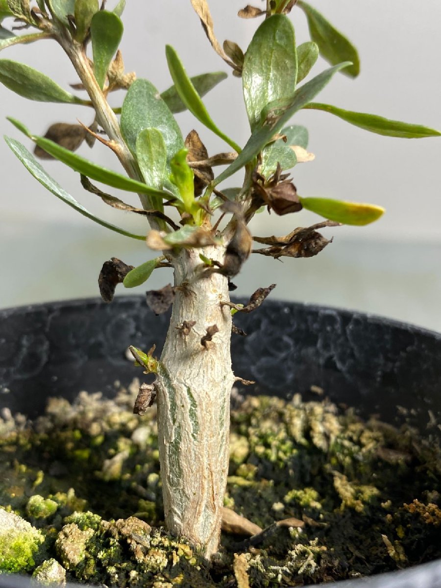 Fouquieria fasciculata フォークイエリア ファシクラータ 20粒 種子