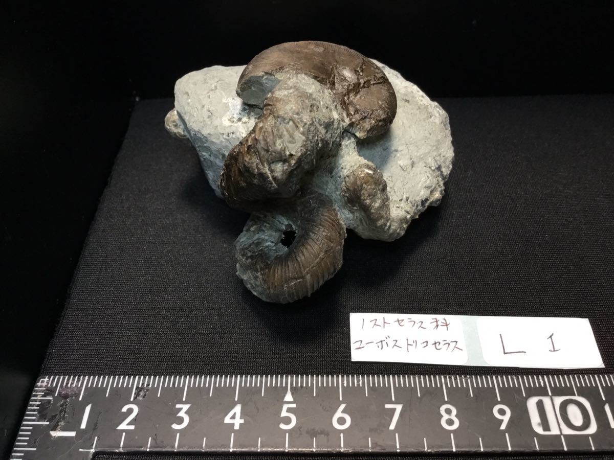 アイノセラス 化石部分は約4.0cm×約5.5cm 北海道産 異常巻き
