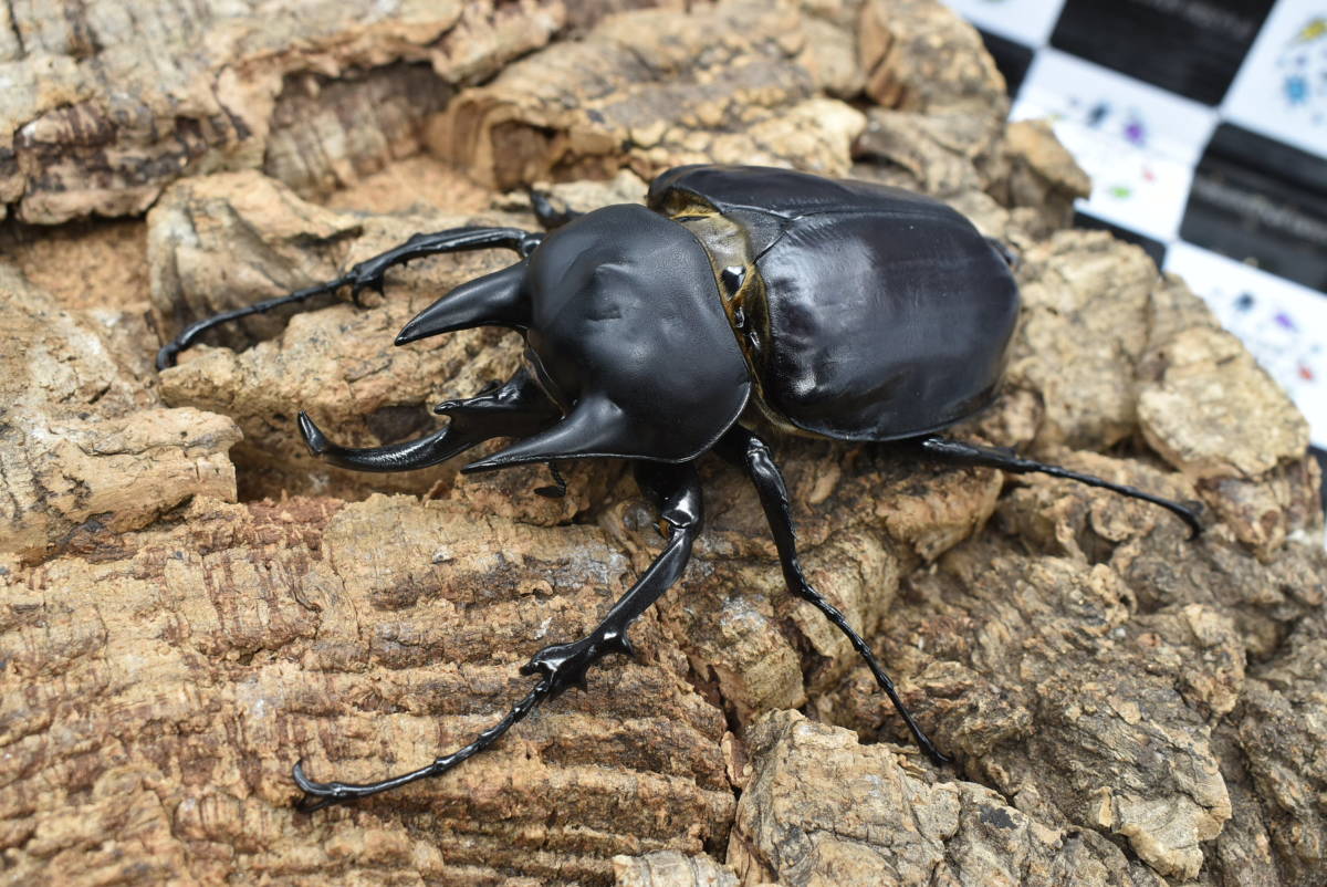 T*u様 アクティオンゾウカブト 阿古谷オオクワ園☆ アクタエオンゾウカブト/アクティオン