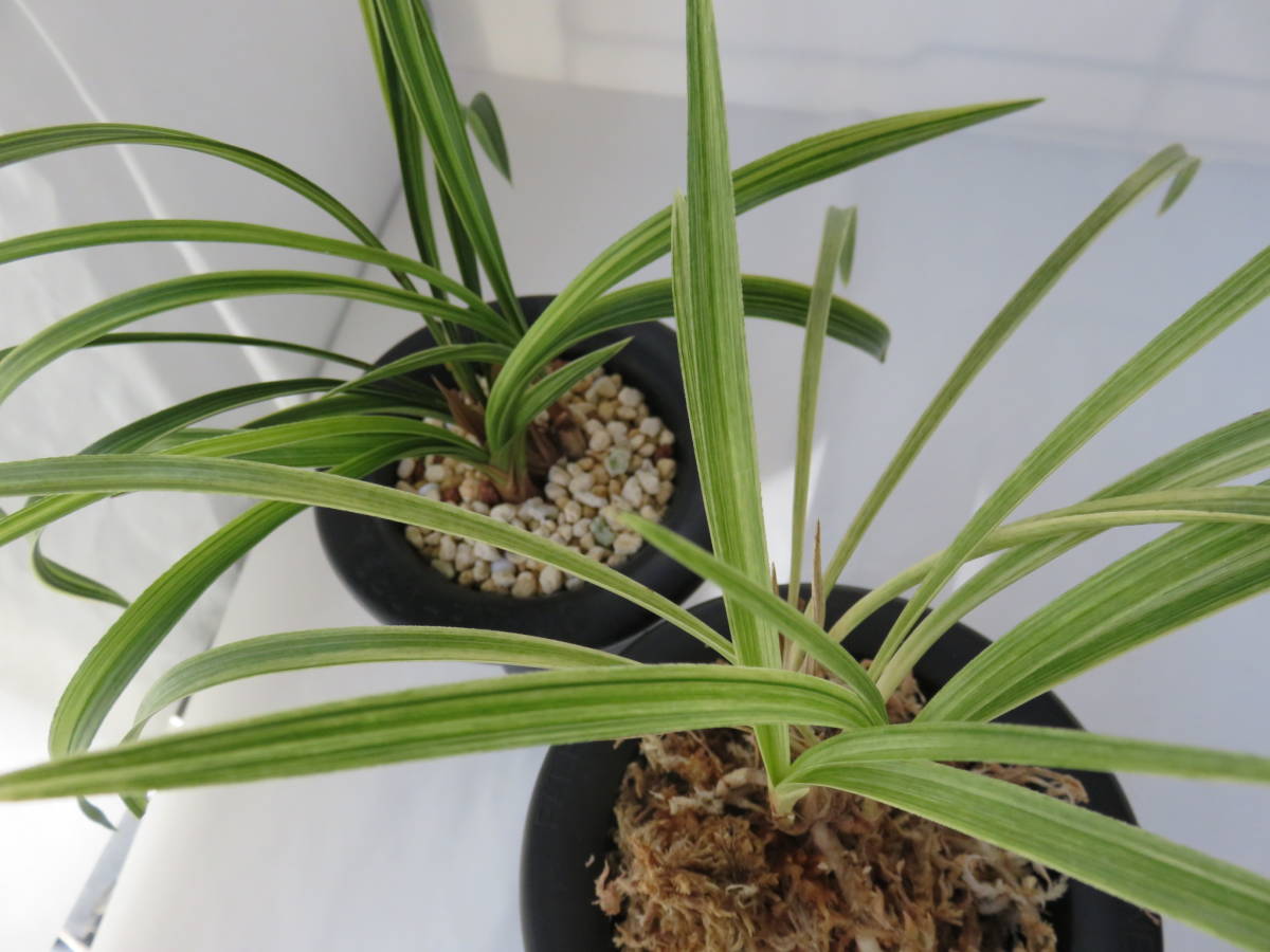 日本春蘭幽谷殿(縞花・縞柄斑) - メルカリ