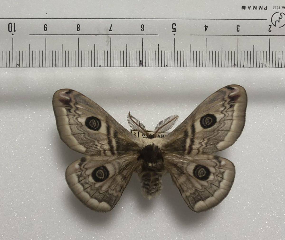 蛾類展翅標本 ブルガリア産クジャクヤママユ（ヤママユガ科）1♀