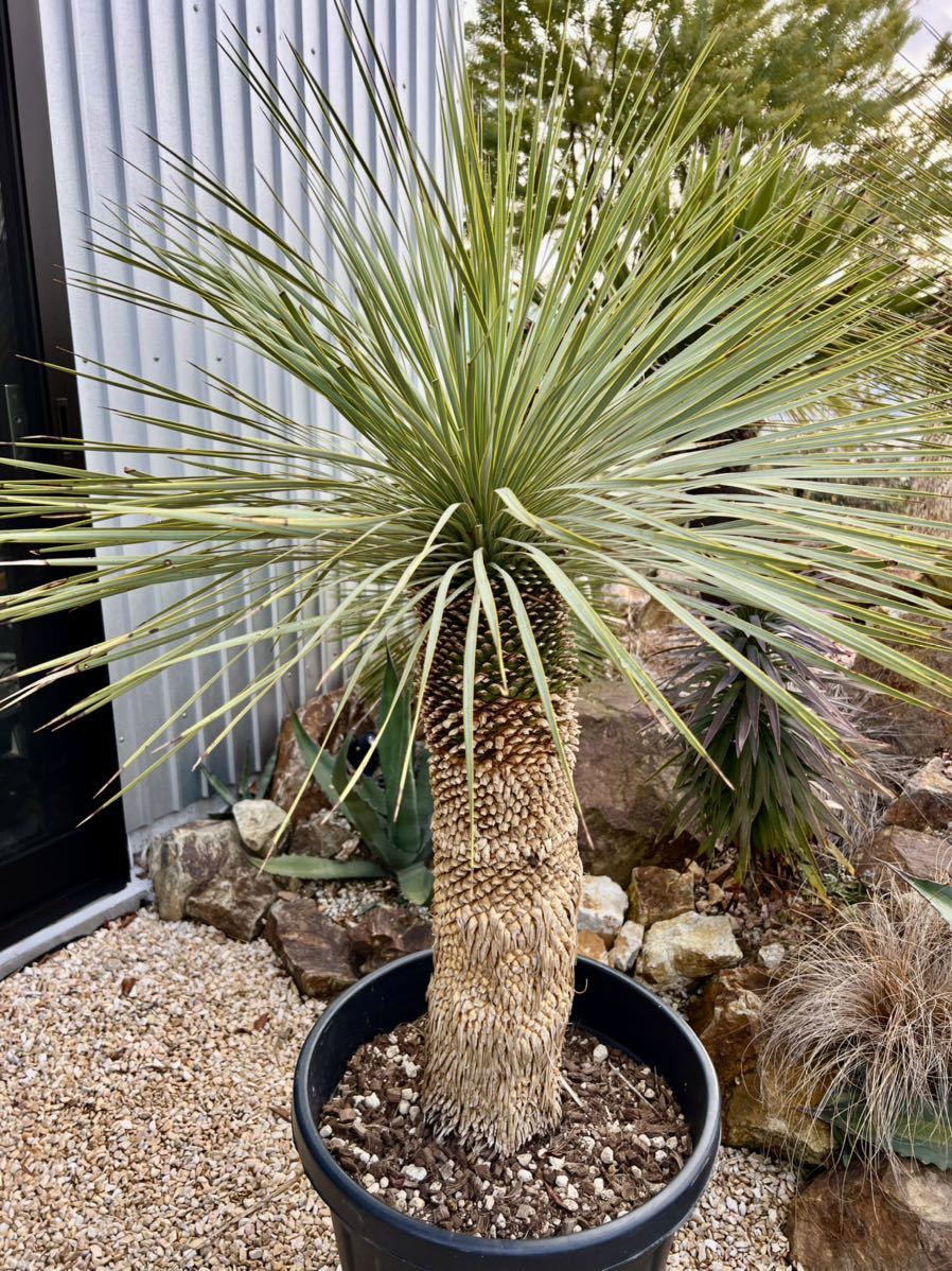 ⚠️希少な多頭⚠️Yucca rostrata❗️早い者勝ち✳️ 育つと③ヘッド