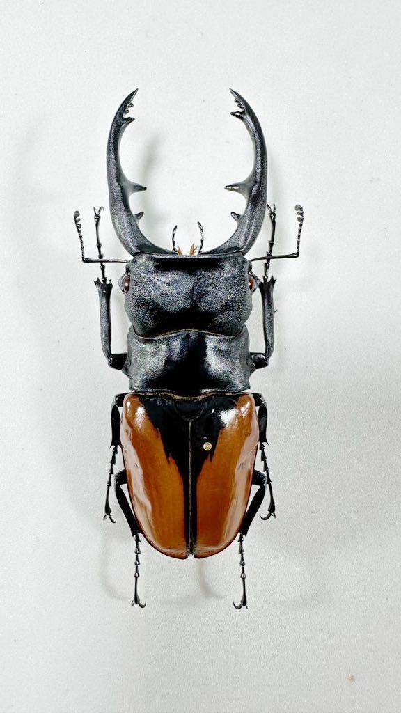 ブルマイ即ブリペア