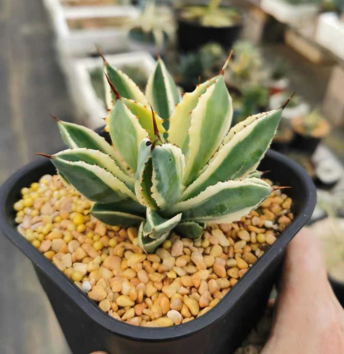 アガベ】大株 オブスキュラ レッドスカイライン 直径40cm アガベ】大株