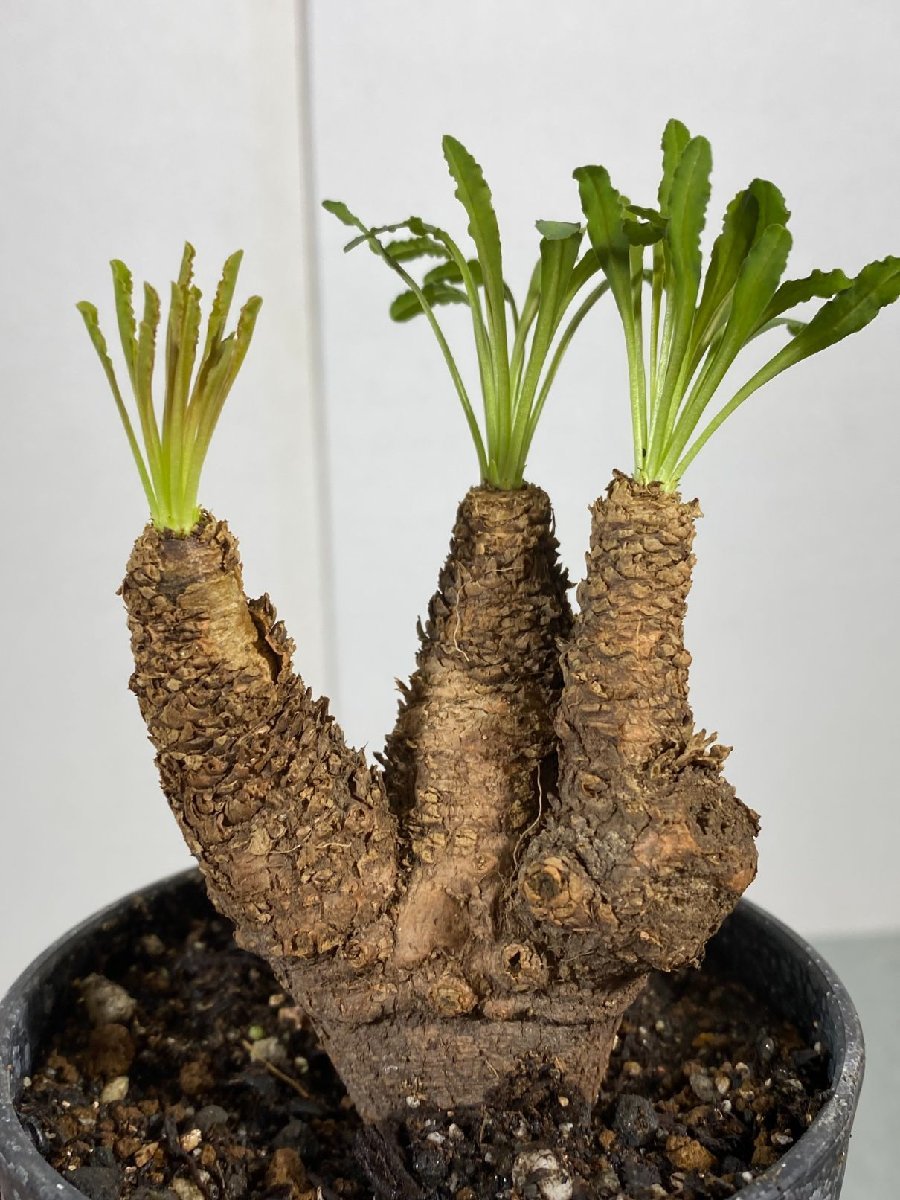 ユーフォルビア　クリスパ isla del pescado - Euphorbia crispa-波涛キリン