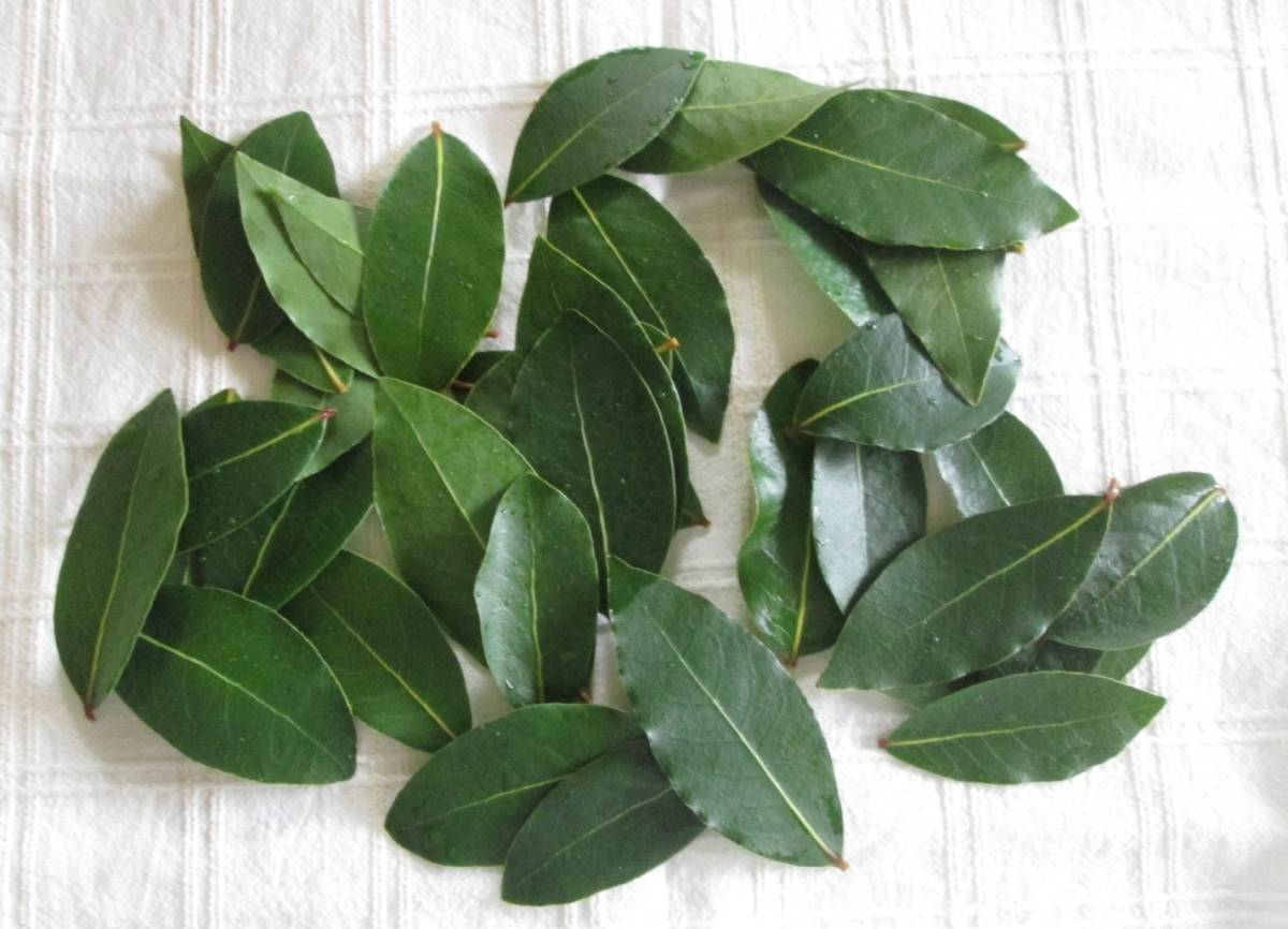 ローリエ 月桂樹 問い合わせ専用 月桂樹 ローリエ 10号 スパイラル