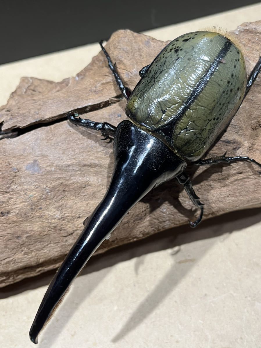 ＤＨヘラクレス 初齢 2齢 幼虫 10匹 ガルシア T-REX × ティガー160 MD 大型 極太 美形 ヘラクレス カブトムシ オオカブト 初令 2令 ＤＨヘラクレスレス OAKS ガルシア 幼虫5匹 Ｔ-ＲＥＸ ティーガー T