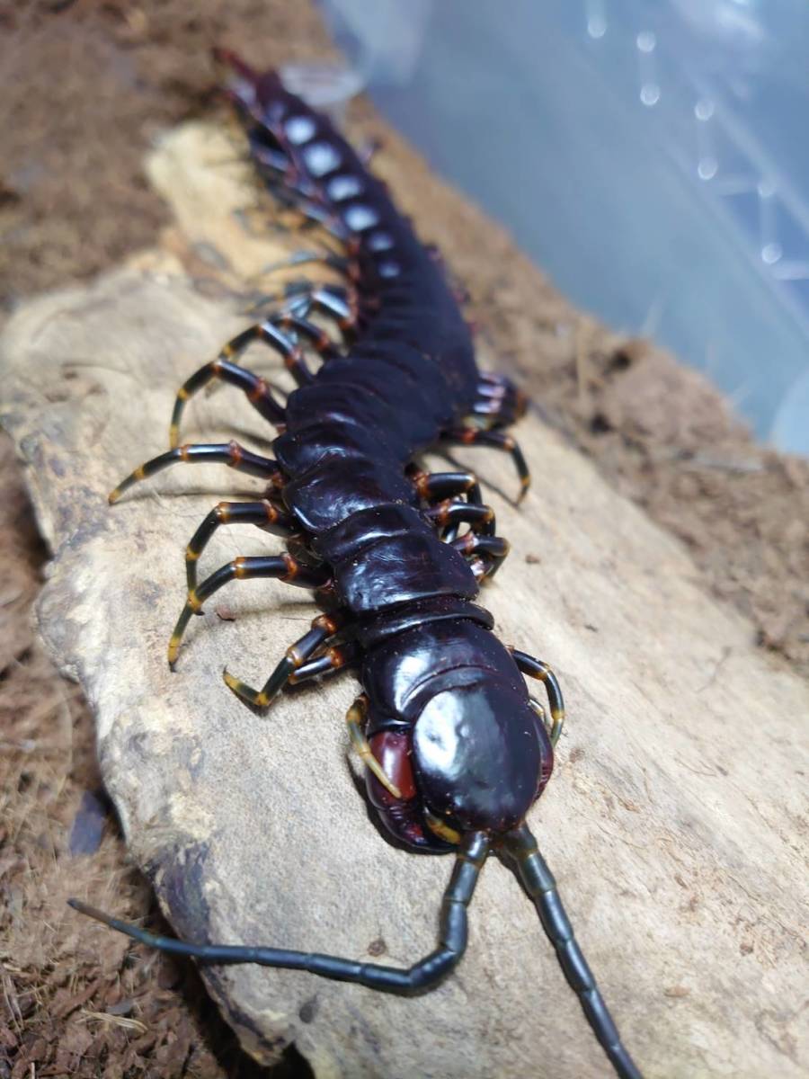 未使用】☆美品☆ 冷凍標本 ベネズエラジャイアントブラック