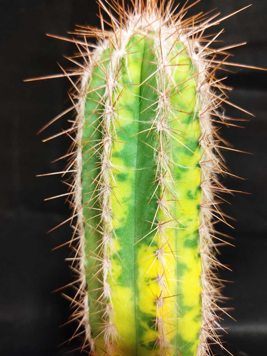 柱サボテン 鬼面角 トップ12本 現品］12番 柱サボテン 鬼面角 ブランチ 7