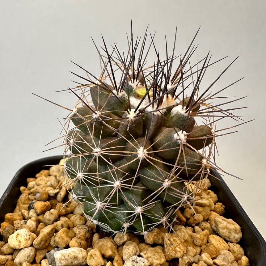 目立った傷や汚れなし】コピアポア マリテマ Copiapoa maritima