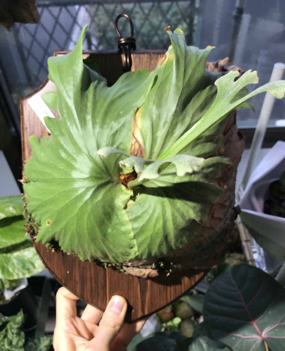 ビカクシダ Grandeer 即納翌日発送 www.esn-spain.org