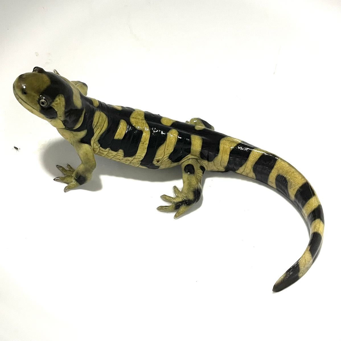 ③オビタイガーサラマンダー 生体 両生類 両生類 トラフ