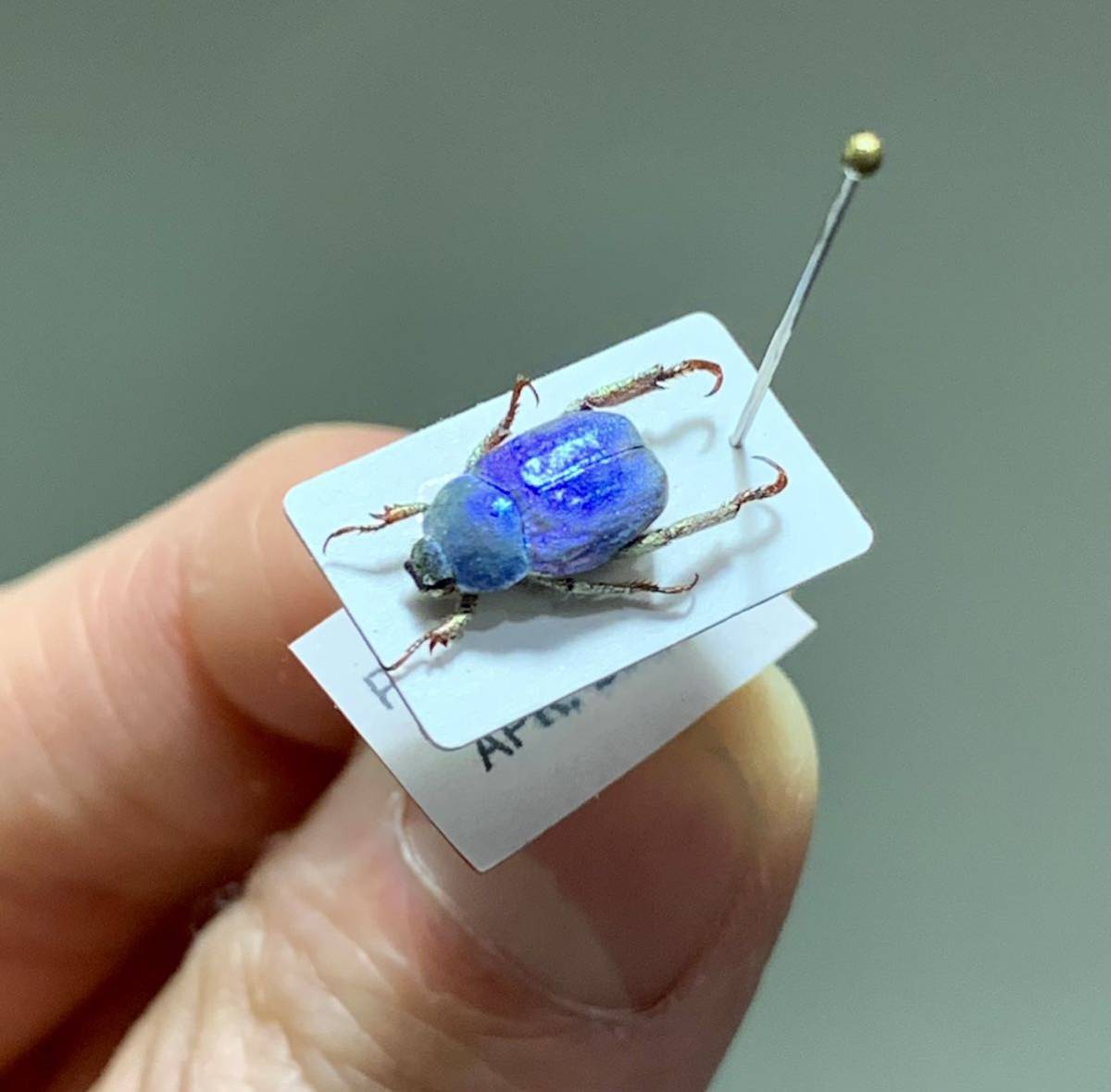 フランス産　アシナカコガネセット　Hoplia coerulea blue フランス産 アシナカコガネセット Hoplia coerulea blue