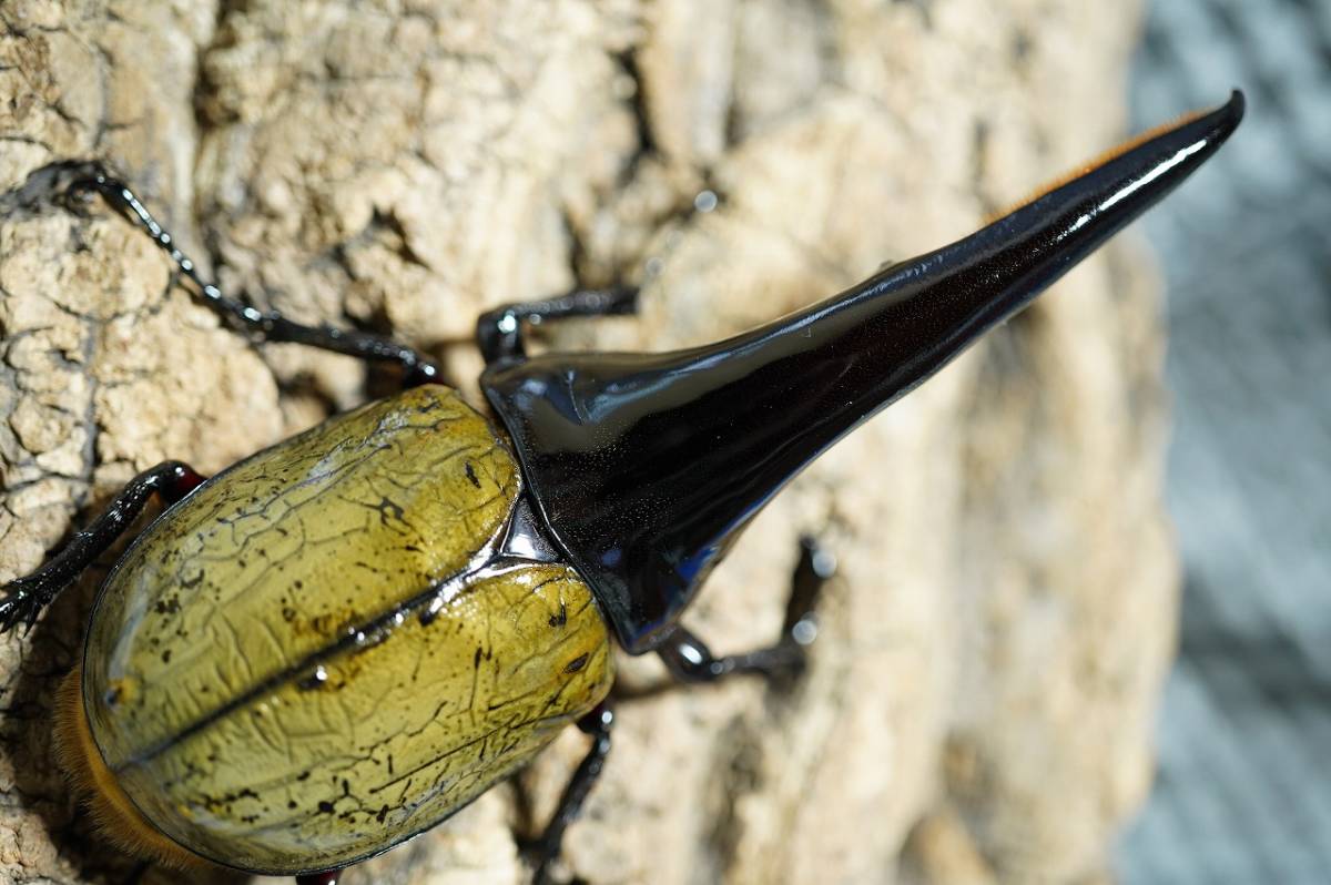 No21☆DHヘラクレス♂145ミリ単品☆ビートル王国 ホワイトアイ即ブリ\u203c︎DHヘラクレス♂単126mm | ヘラクレス福岡